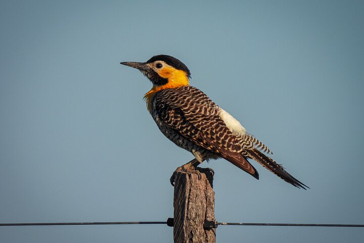 Birding and Nature Chaco Tour