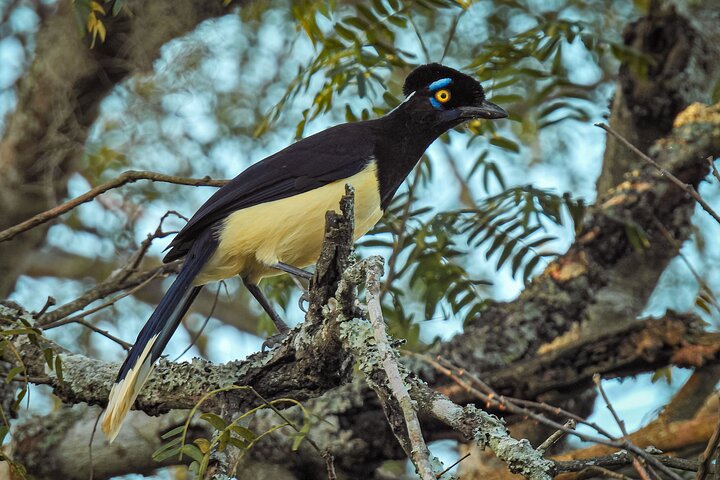 Birding and Nature Chaco Tour