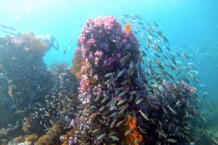 2 Fun Divers for Certified Divers in Thailand