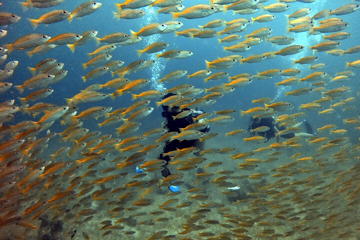 2 Fun Divers for Certified Divers in Thailand