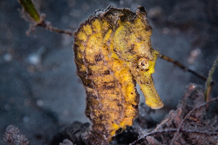 Try Dive Program in the Biorock Pemuteran