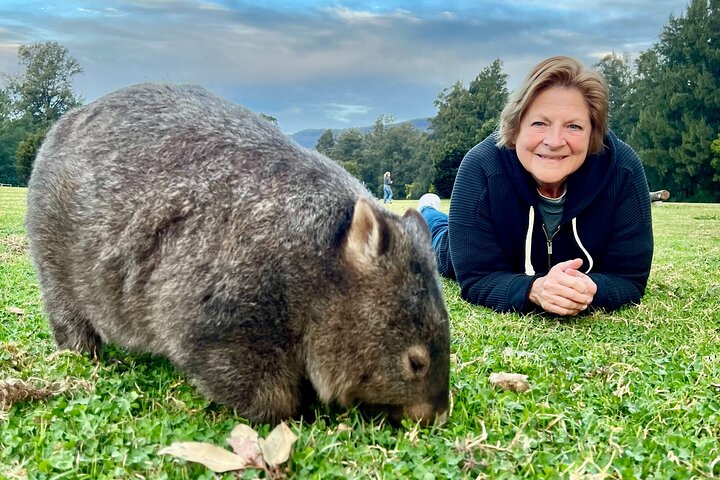 WILD Wombat and Kangaroo Day Tour, All Inclusive