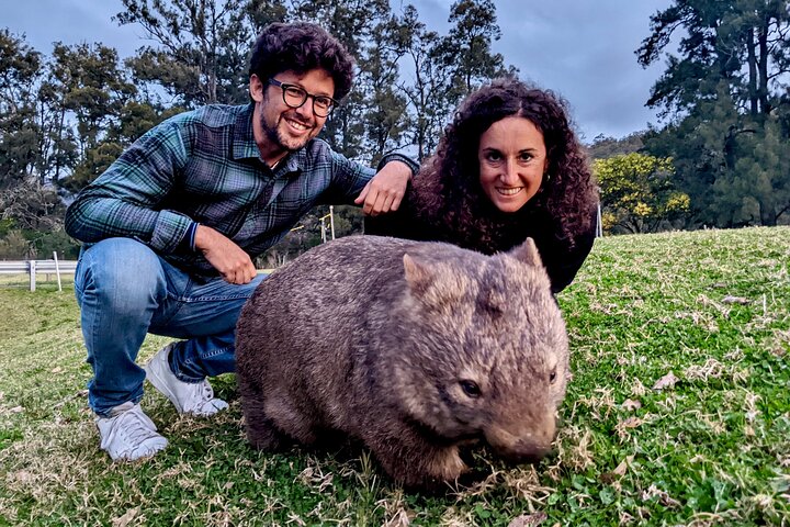 WILD Wombat and Kangaroo Day Tour, All Inclusive