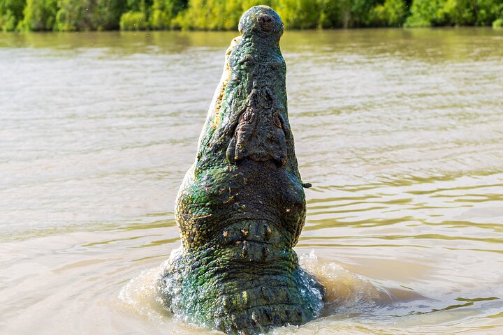 Adelaide River Cruises - Jumping Crocodile Experience