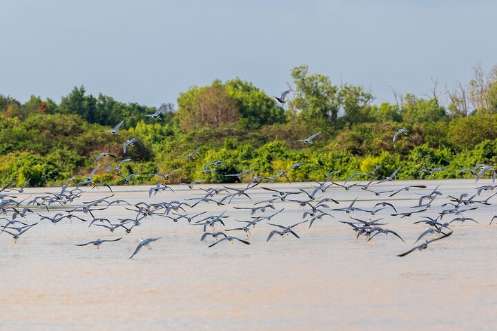 Adelaide River Cruises - Jumping Crocodile Experience