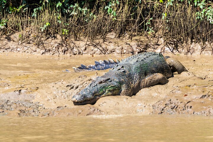 Adelaide River Cruises - Jumping Crocodile Experience