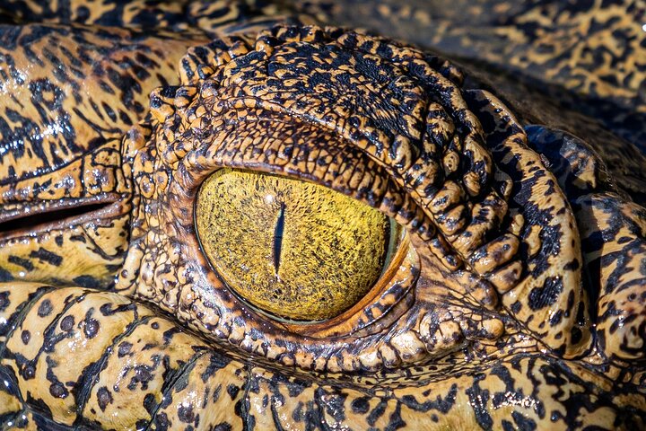 Adelaide River Cruises - Jumping Crocodile Experience