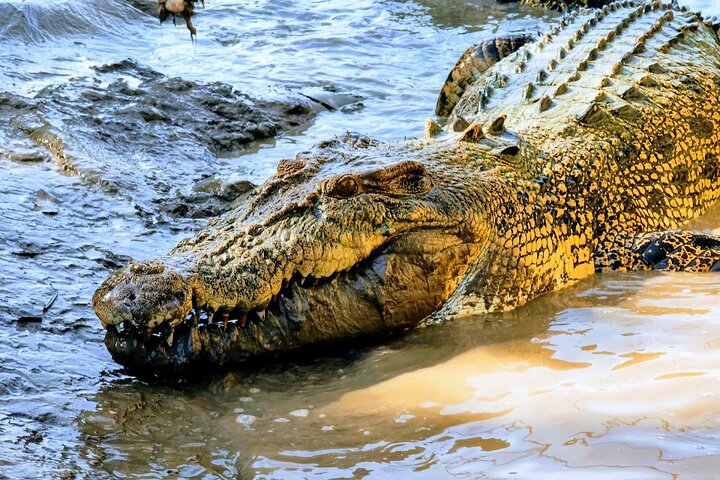 Adelaide River Cruises - Jumping Crocodile Experience