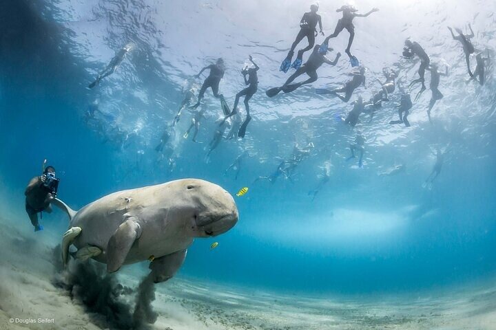 Marsa Mubarak Boat Trip with Turtles and Dugongs From Marsa Alam