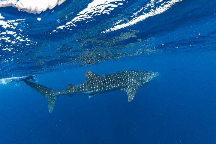 Whale Shark and Ningaloo Reef (Shoulder Season) Tour in Exmouth