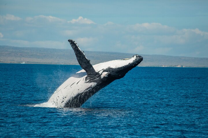 Whale Shark and Ningaloo Reef (Shoulder Season) Tour in Exmouth