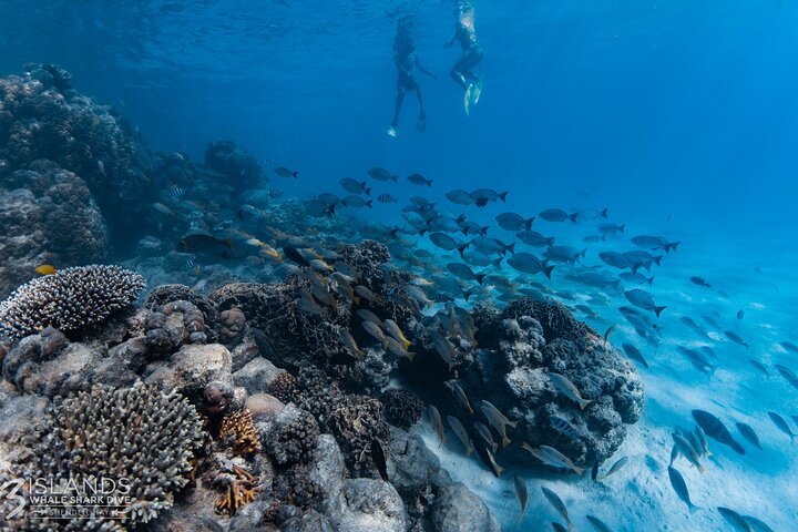 Whale Shark and Ningaloo Reef (Shoulder Season) Tour in Exmouth