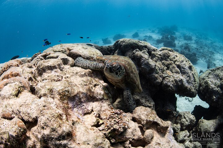 Whale Shark and Ningaloo Reef (Shoulder Season) Tour in Exmouth