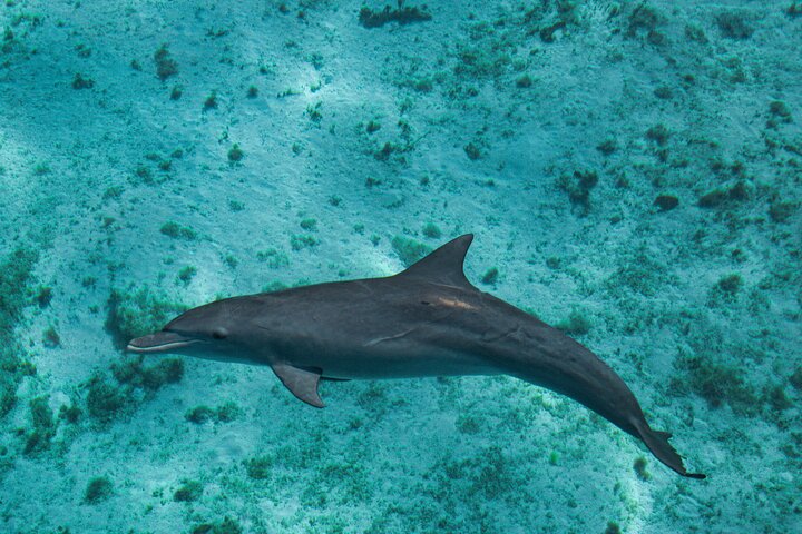 Whale Shark and Ningaloo Reef (Shoulder Season) Tour in Exmouth