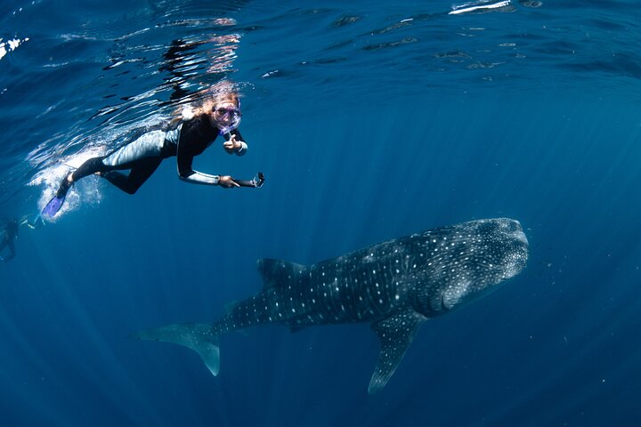 Whale Shark and Ningaloo Reef (Shoulder Season) Tour in Exmouth