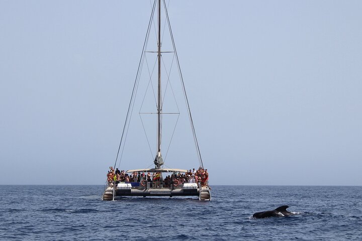 Fuerteventura: Magic Select Catamaran Trip with Food & Drinks
