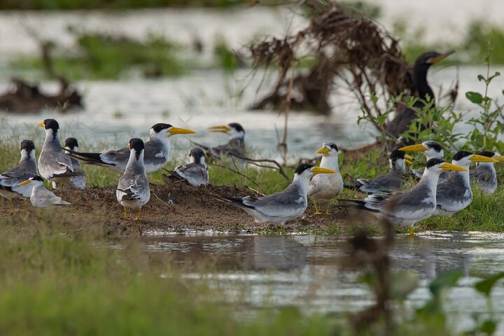Paraguay River Nature and Wildlife Boat Tour from Asunción