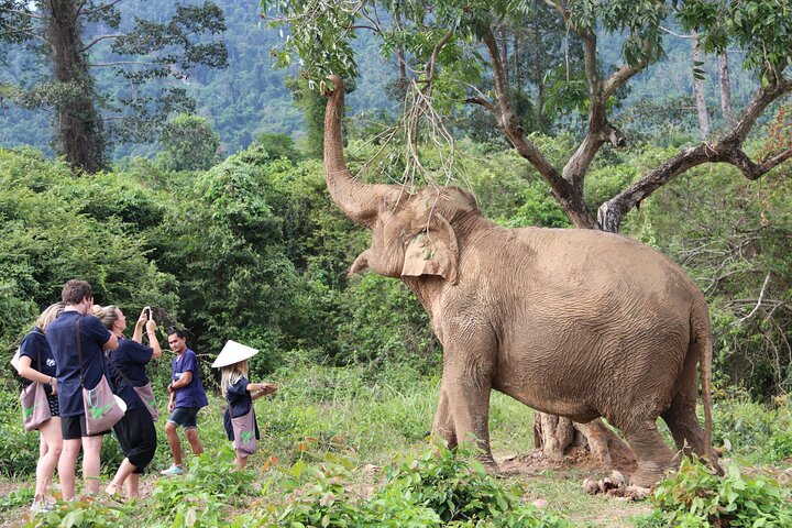 Half Day Elephant Home Sanctuary in Samui