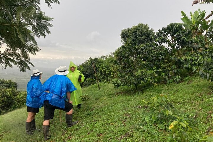 Coffee Farm and Santa Rosa Hot Springs Tour from Pereira or Armenia