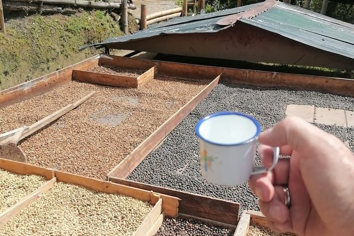 Coffee Farm and Santa Rosa Hot Springs Tour from Pereira or Armenia