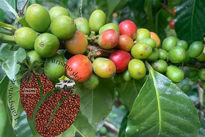 Coffee Farm and Santa Rosa Hot Springs Tour from Pereira or Armenia