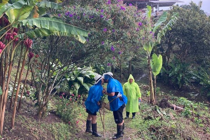 Coffee Farm and Santa Rosa Hot Springs Tour from Pereira or Armenia