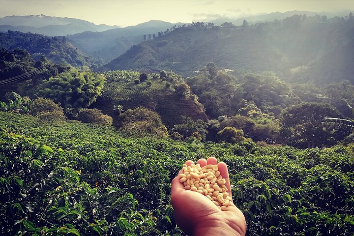 Coffee Farm and Santa Rosa Hot Springs Tour from Pereira or Armenia