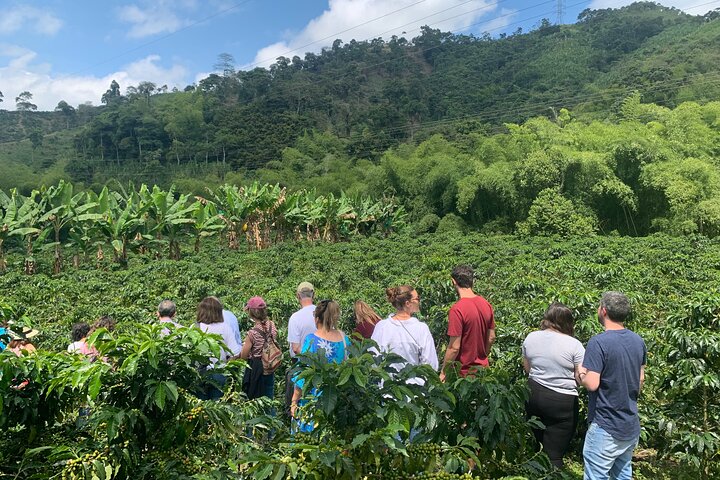 Coffee Farm and Santa Rosa Hot Springs Tour from Pereira or Armenia