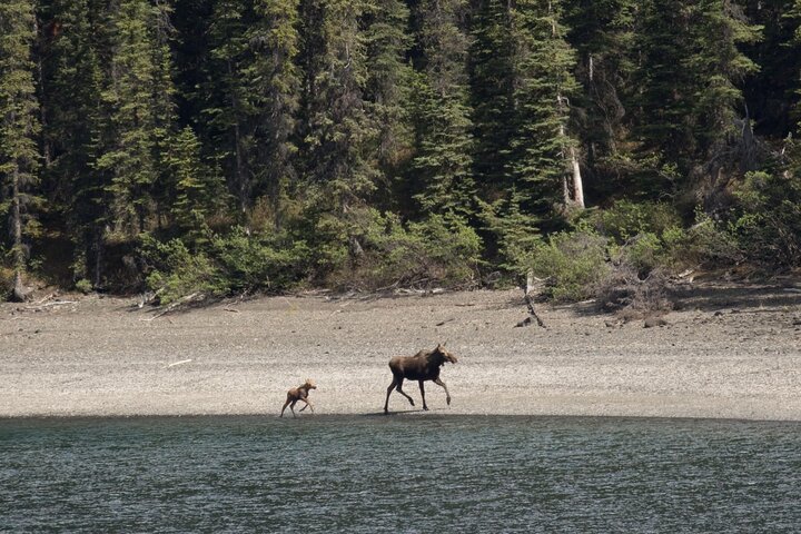 Wild Adventure Yukon Tour into Canada including City and Summit