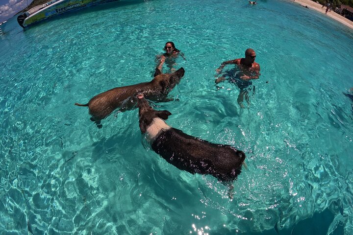 Exuma Island Hopping Swimming Pigs Tour with Lunch from Nassau