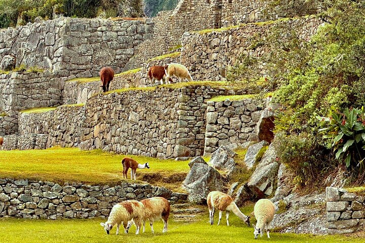 Machu Picchu Full Day from Cusco