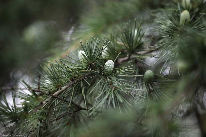 Koruldi Lake Private Tour From Mestia