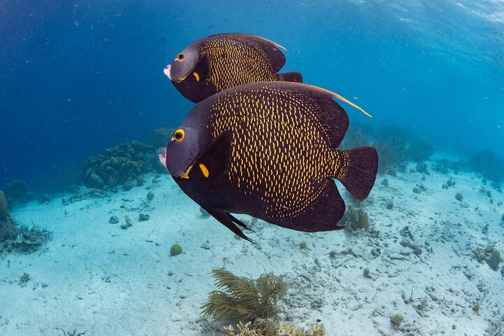 Klein Bonaire Marine Park Snorkeling Excursion