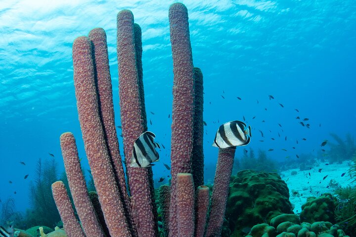 Klein Bonaire Marine Park Snorkeling Excursion