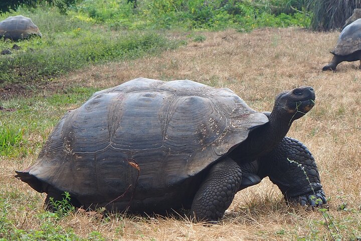 Giant Tortoises Tour, Lava Tunnels & Stop at Los Gemelos Craters”