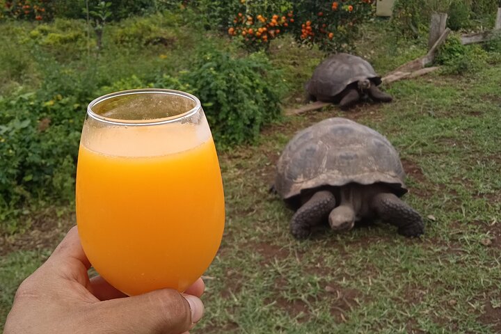Giant Tortoises Tour, Lava Tunnels & Stop at Los Gemelos Craters”