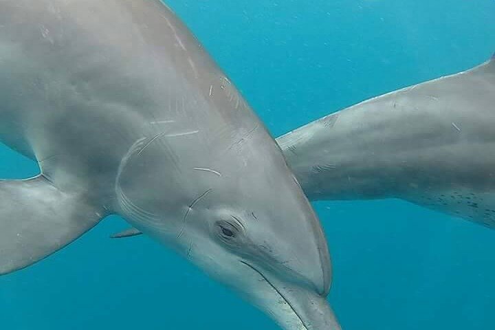 A Half Day Private Dolphins And Snorkeling Tour To Mnemba Island