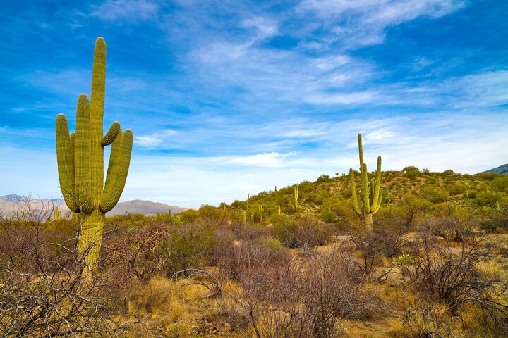 Saguaro National Park Self-Guided Driving Audio Tour