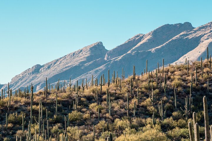 Saguaro National Park Self-Guided Driving Audio Tour