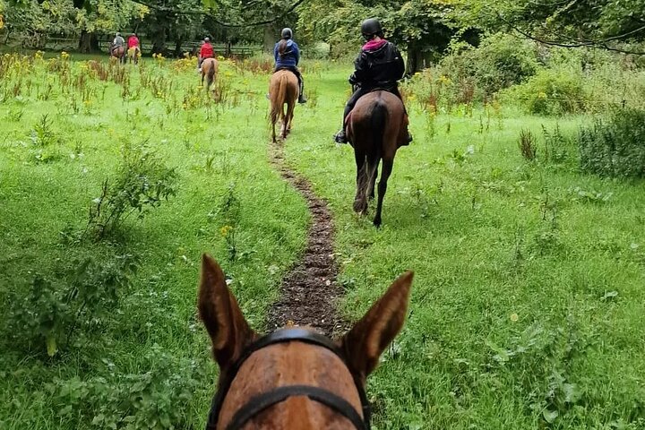 Wicklow Mountains Horse Trekking