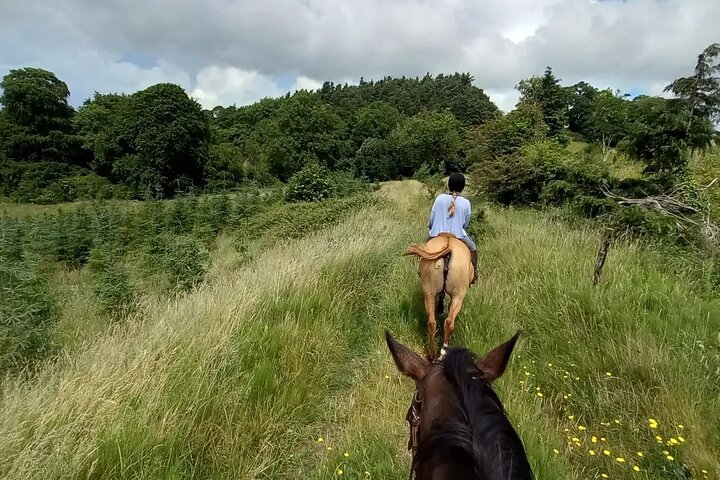 Wicklow Mountains Horse Trekking