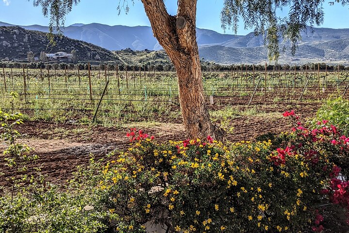 Premium Valle de Guadalupe Wine and Food Tour