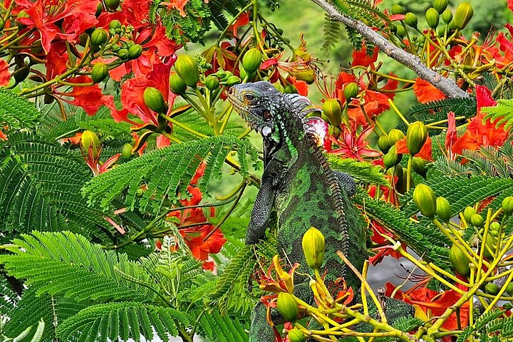 Island Life Jeep Tours - Your Day Your Way Private Excursion!