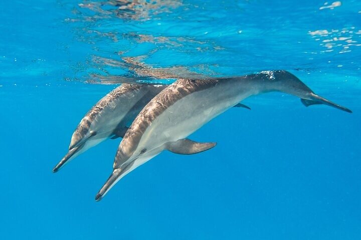 Dolphin House Samadai Reef Boat Snorkeling Trip from Marsa Alam