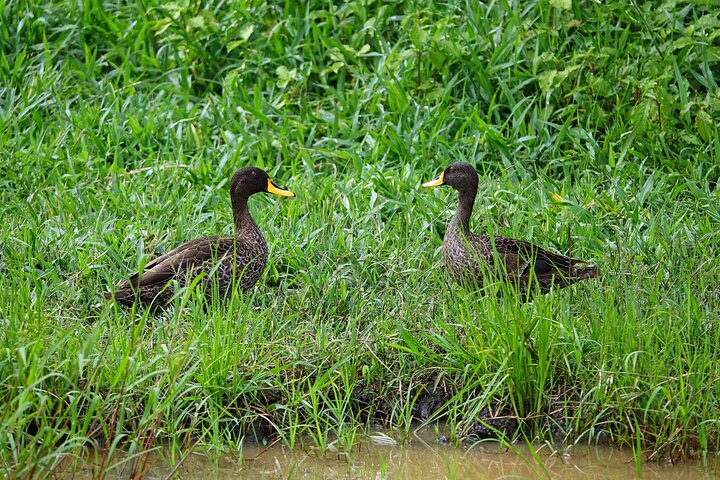 1/2 Mabamba Swamp Shoebill Tour