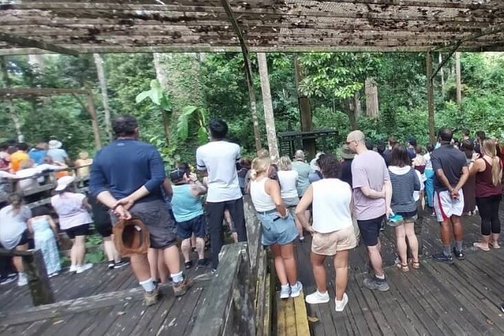 Full-Day Sepilok Orangutan and Sandakan City Trail from Kota Kinabalu