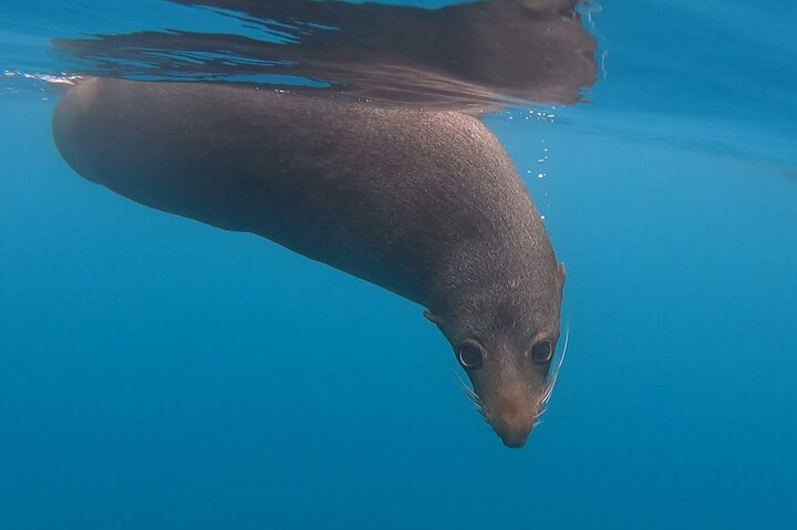 Private Seal Kayaking and Wildlife Tour in Kaikoura