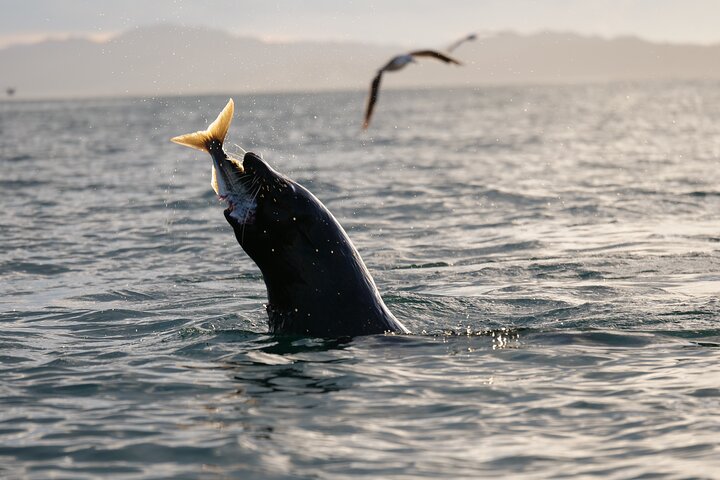 Seal Kayaking Adventure in Kaikoura