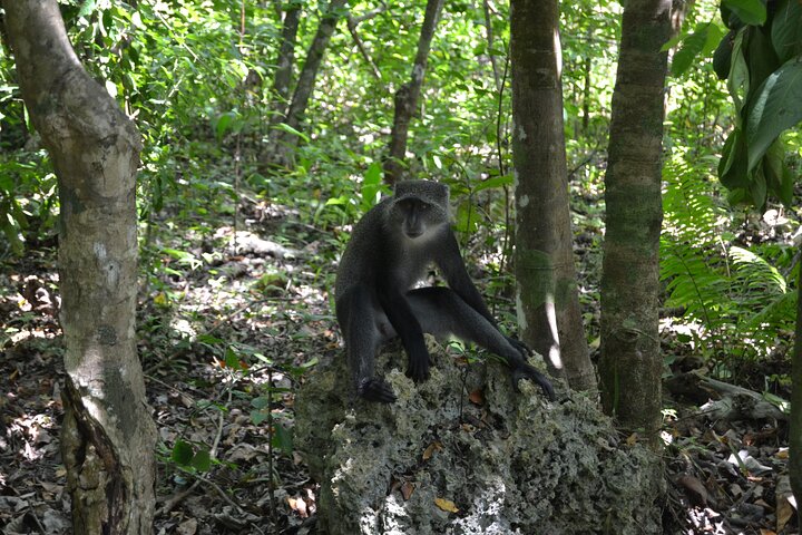 A Half Day Private Tour To Jozani Forest
