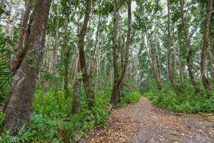A Half Day Private Tour To Jozani Forest